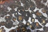Polished Sericho Pallasite Meteorite ( g) Slice - Kenya #348924-1